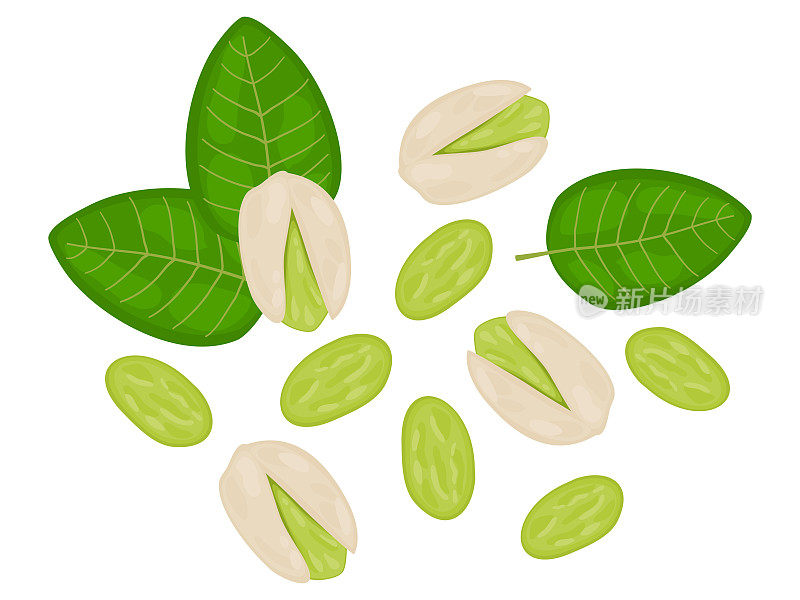 flat lay food illustration of pistachio nut seed top view